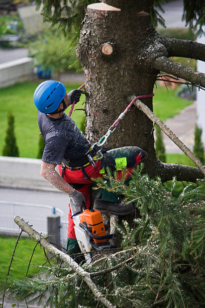 Best Lawn Pest Prevention  in Edgerton, WI