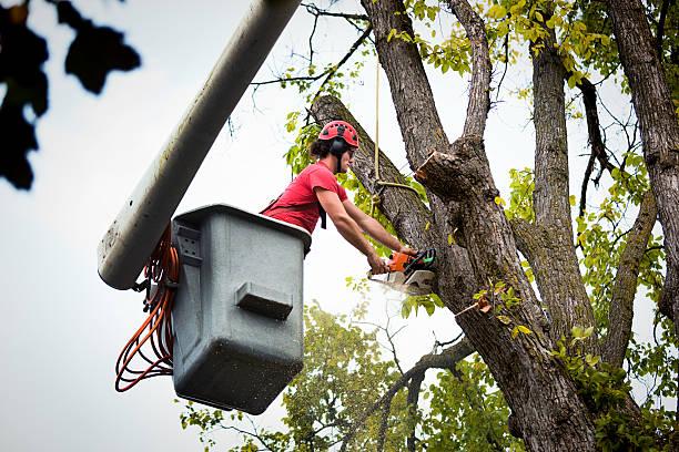 Edgerton, WI Tree Removal Company